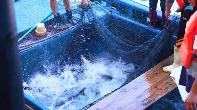 全國（guó）首個吸力筒基礎桁架式“風漁融合”型海（hǎi）洋牧場正式投產